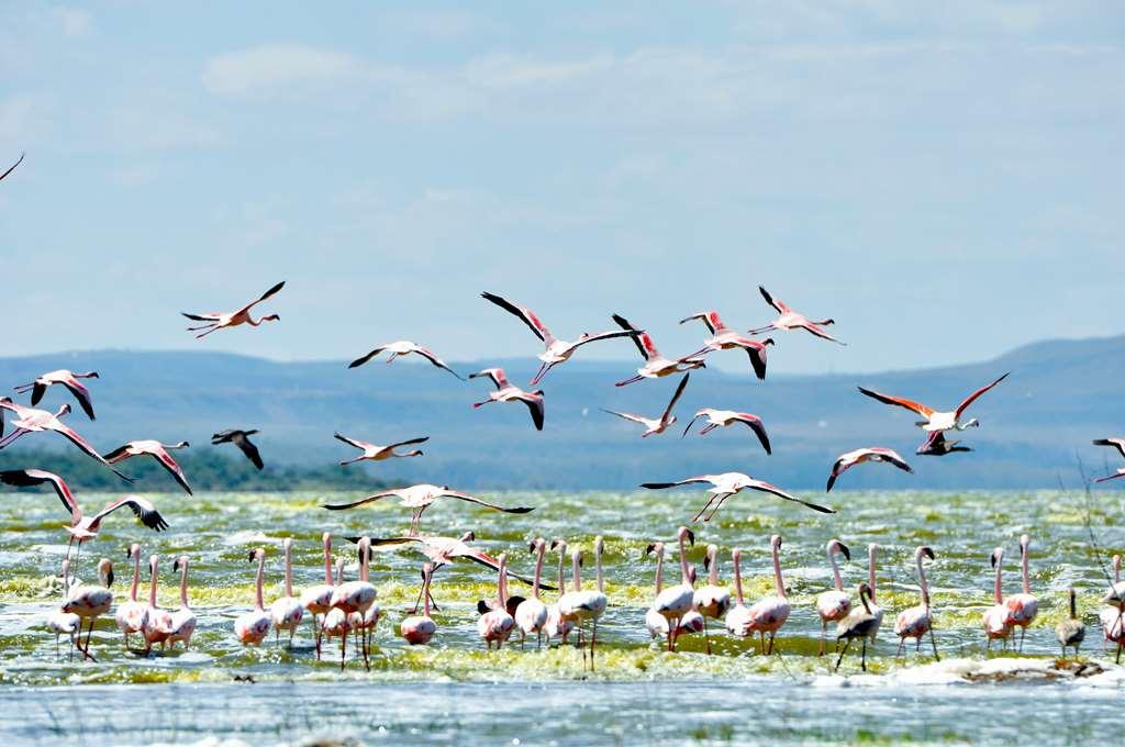 Lake Elmenteita Serena Camp Exteriör bild