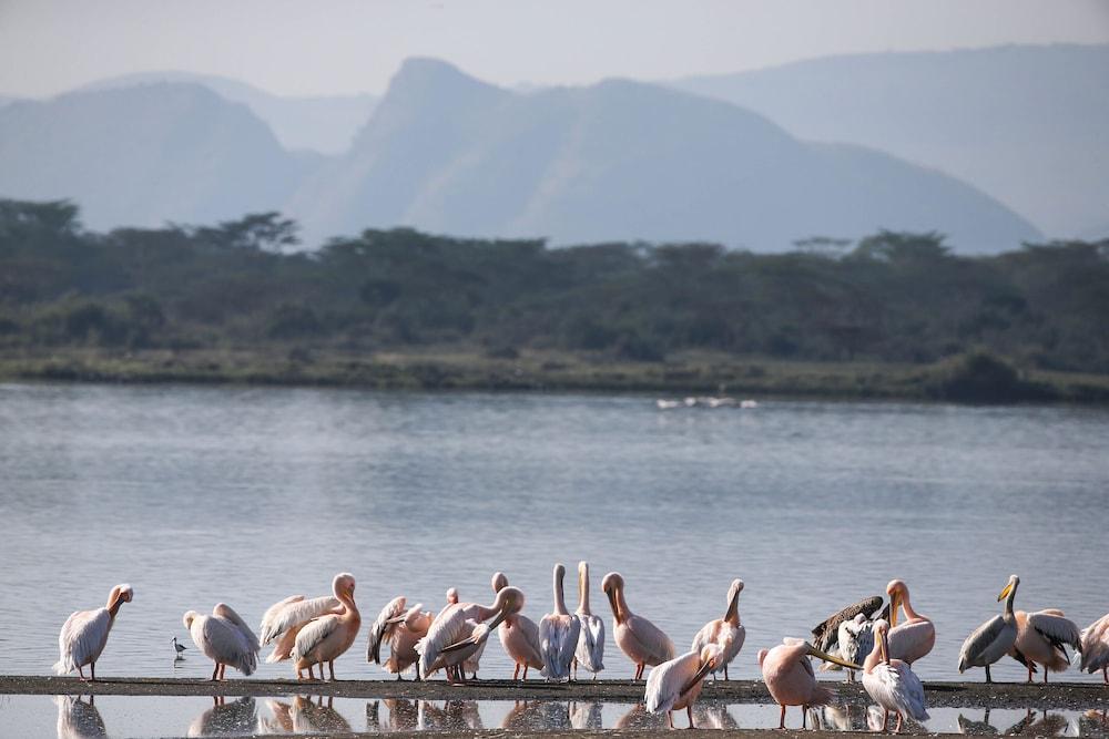 Lake Elmenteita Serena Camp Exteriör bild
