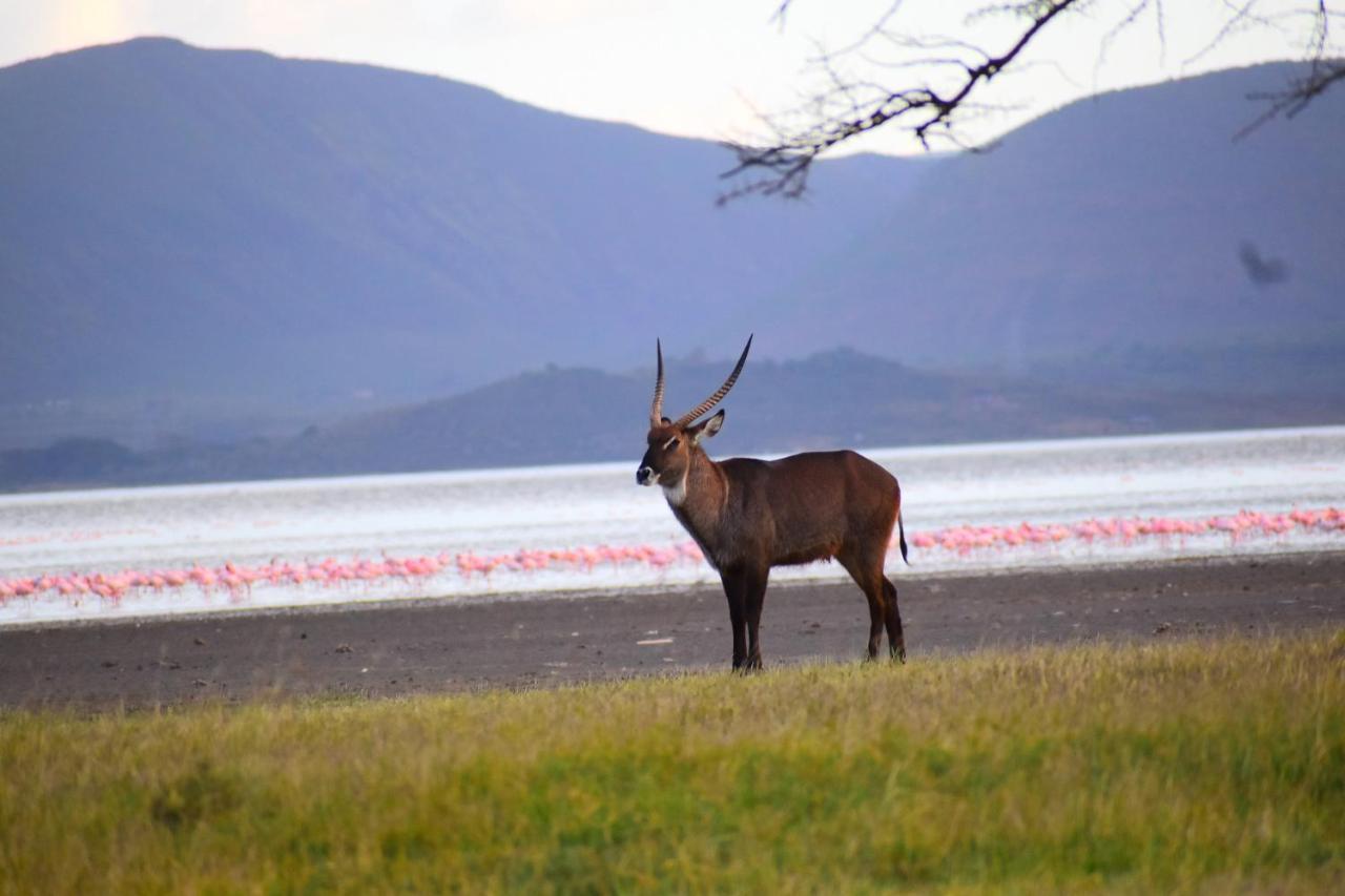 Lake Elmenteita Serena Camp Exteriör bild