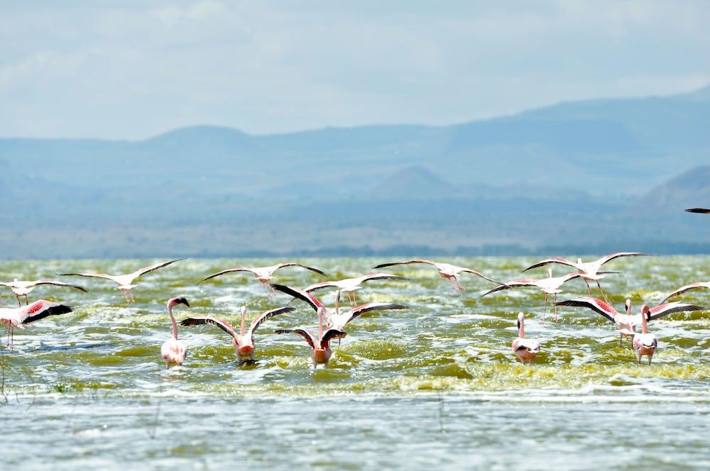 Lake Elmenteita Serena Camp Exteriör bild